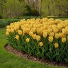 Tulipa Bulb Species Batalinii Bright Gem Tulip
