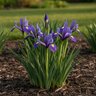 Iris Bulb Hollandica Blue Dutch Iris