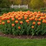 Tulipa Bulb Darwin Hybrid American Dream Tulip