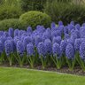 Hyacinthus Bulb Orientalis Blue Jacket Hyacinth