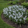 Puschkinia Bulb Scilloides Libanotica Striped Squill