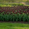 Tulipa Bulb Parrot Black Parrot Tulip
