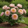 Paeonia Bulb Pastel Splendor Itoh Peony