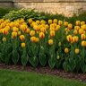 Tulipa Bulb Triumph Stripe Bellona Tulip