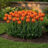 Tulipa Bulb Triumph Orange Juice Tulip