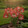 Hippeastrum Bulb Dutch Monte Carlo Amaryllis