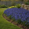 Muscari Bulb Armerniacum Blue Spike Grape Hyacinth