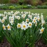 Narcissus Bulb Large Cup Flower Record Daffodil