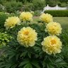 Paeonia Bulb Bartzella Itoh Peony