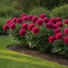 Paeonia Bulb Lactiflora Kansas Peony