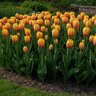 Tulipa Bulb Darwin Hybrid World Peace Tulip