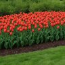Tulipa Bulb Darwin Hybrid Worlds Favorite Tulip
