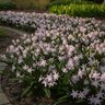 Chiondoxa Bulb Forbesii Pink Giant Glory of the Snow