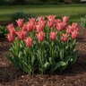 Tulipa Bulb Greggii Toronto Tulip