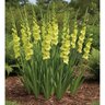 Gladiolus Bulb Green Star Sword Lily 12/14