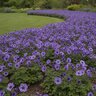 Anemone Bulb Coronaria Mr Fokker Windflower