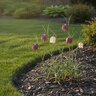 Fritillaria Bulb Meleagris Mixture Checkered Lily