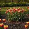 Tulipa Bulb Species Clusiana Tubergens Gem Tulip