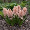 Hyacinthus Bulb Orientalis Apricot Passion Hyacinth