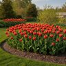 Tulipa Bulb Triumph Laura Fygi Tulip