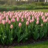 Tulipa Bulb Triumph Rosalie Tulip