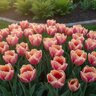 Tulipa Bulb Parrot Apricot Parrot Tulip