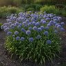 Allium Bulb Blue Caeruleum Ornamental Onion