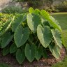 Colocasia Bulb Esculenta Elephant Ears 11/13