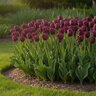 Tulipa Bulb Triumph Passionale Tulip