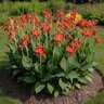 Canna Bulb Dwarf Lucifer Canna Lily 2/3 Eye