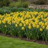 Narcissus Bulb Trumpet King Alfred Daffodil