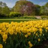 Tulipa Bulb Darwin Hybrid Golden Apeldoorn Tulip