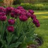 Tulipa Bulb Double Negrita Tulip
