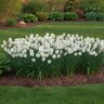 Narcissus Bulb Ziva Paperwhite Daffodil