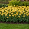 Tulipa Bulb Double Early Foxy Foxtrot Tulip

