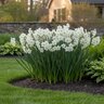 Narcissus Bulb Ariel Paperwhite Daffodil
