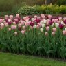 Tulipa Bulb Silvery Moon Mixture Tulip