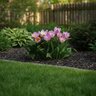 Tulipa Bulb Species Saxatilis Tulip