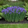 Iris Bulb Hollandica Sapphire Beauty Dutch Iris