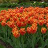 Tulipa Bulb Greigii Calypso Tulip