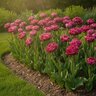 Tulipa Bulb Double Early Margarita Tulip
