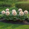Paeonia Bulb Canary Brilliants Itoh Peony