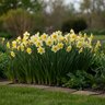 Narcissus Bulb Miniature Intrigue Rockgarden Daffodil
