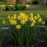Narcissus Bulb Miniature Hawera Rockgarden Daffodil