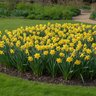 Narcissus Bulb Trumpet Rijnvelds Early Sensation Daffodil