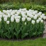 Tulipa Bulb Triumph Inzell Tulip