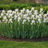 Iris Bulb Germanica Immortality Bearded Iris