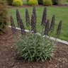 Fritillaria Bulb Persica Persian Lily