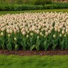 Tulipa Bulb Fringed Carousel Tulip