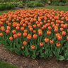 Tulipa Bulb Darwin Hybrid Lighting Sun Tulip